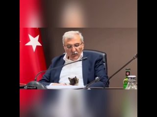 Котенок залез на мэра во время совещания в Турции