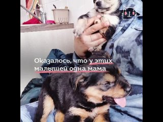Собака Пулька родилась с пятой лапой (720p).mp4