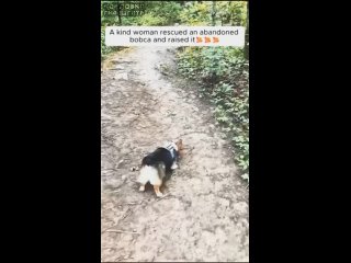 Девушка случайно нашла детеныша рыси, когда выгуливала собаку и решила забрать ее себе домой.