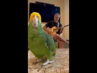Попугай поёт под гитару