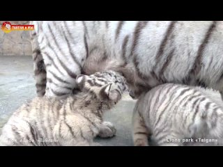 УДИВИТЕЛЬНО! Тигрица кормит тигрят! Тайган.