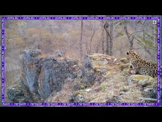 Дальневосточный леопард попал в объектив фотоловушки