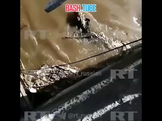 В Саранске спасатели вытащили сторожевую собаку, которая упала в реку и застряла у шлюзов плотины из-за быстрого течения