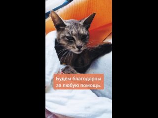 Кошка из Лошицы