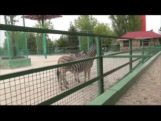 Три зебры поселились в парке львов Тайган!