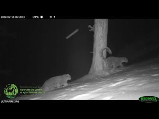 Снежных барсов засняла фотоловушка в Саяно-Шушенском заповеднике