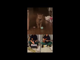 The Kiffness - I Go Meow (Singing Cat Ballad) short version