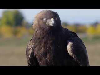 Хищные птицы,  красивое видео о пернатых охотниках