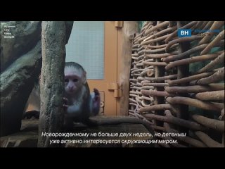 Воронежцам показали новорожденную мартышку из зоопарка