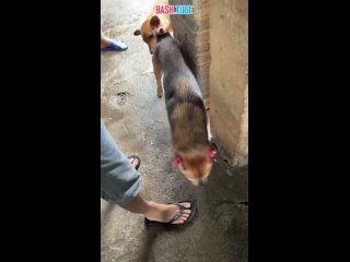 🇨🇳🔞 В Китае мужчина отрезал уши и хвост своей собаке, чтобы сделать из нее бойцовскую