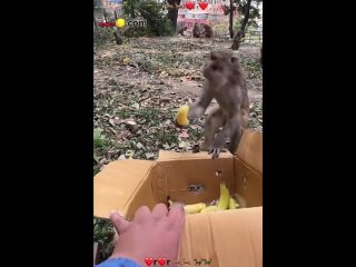 Monkey eat banana monkey happy