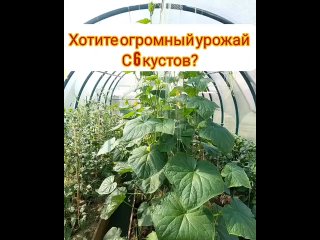 annaessina8302 - супер урожай огурцов#огурцывтеплице#саддачаогород#советыдачникам#дача2021