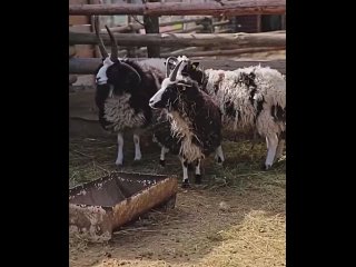 Минутка добра в ленту новостей 🥰

В Южном парке «Малинки» родился ягненок с весом 3 килограмма.