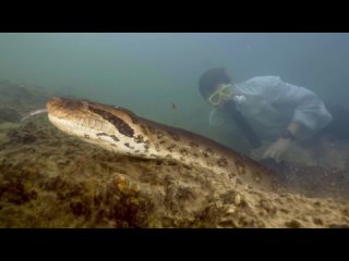 Учёные случайнообнаружили ранее неизвестный вид анаконд во время съемок проекта с Уиллом Смитом Pole to Pole для Disney