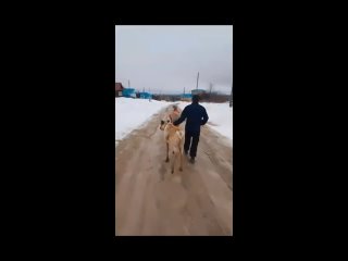 На оленью ферму в с. Гоньба Малмыжского района удалось вернуть всех сбежавших накануне оленей