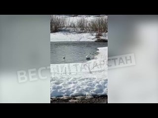 В Татарстан возвращаются лебеди