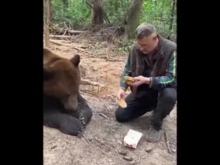Русский медведь «Tom» не любит Big Mac от McDonald’s