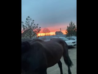 Видео от Equi Grey - воспитание лошадей и всадников