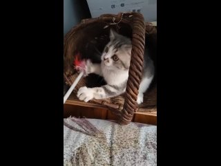Видео от Питомник Pride of Mildred | Шотландские котята
