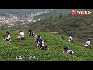 Сбор китайского чая  Железная Гуаньинь
