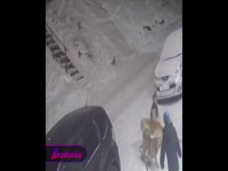 В Иркутской области стая бродячих псов напала на ребенка — на помощь девочке прибежала женщина, совершенно случайно проходившая