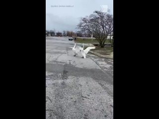 Swans, Mango and Charlotte, were reunited after Mango suffered a beak injury and was taken in by Toronto Wildlife Centre