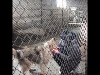 В приюте для собак прошел очередной волонтерский субботник