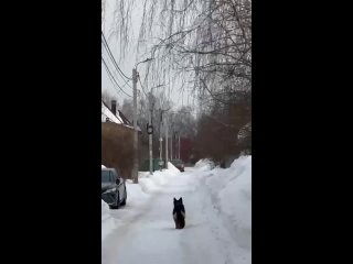 Video by Пропала и найдена собака (Москва и Моск.область)