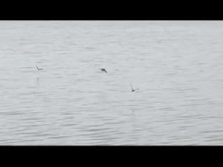 Видео от Отдых с баней на берегу пруда