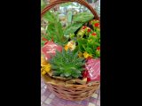 Видео от Дансаш | Студия цветов и подарков | Студия фото