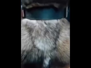 Video by Тибетский мастиф | питомник “С БЕРЕГОВ ИНГРИИ“