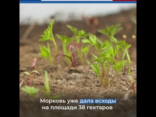 Крымские аграрии приступили к севу овощей «борщевого набора» в открытый грунт