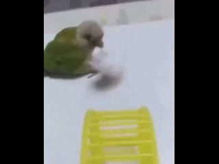 Видео от Смешные животные