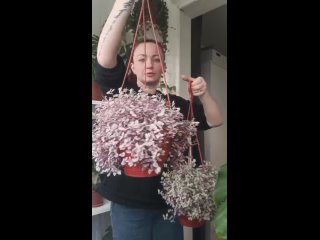 Видео от ЦветОК растения на заказ