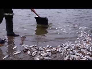 Жители садоводства своими силами убрали примерно 400 килограмм мертвой рыбы - это около 20 мешков.