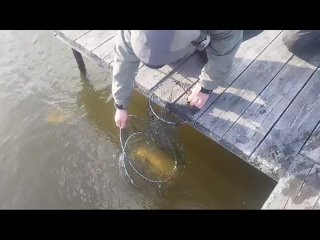 Видео от Клуб Русская рыбалка - Нижегородская область