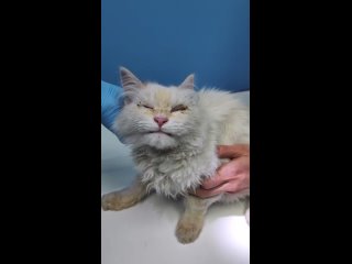 У спасённого на трассе М-10 слепого котёнка появился шанс