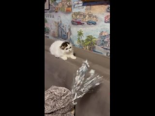 Vidéo de Питомник шотландских кошек “PRIME FOLD” г.Брянск