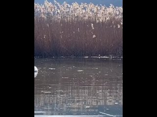 Красота в Баймакском районе  Лебеди купаются