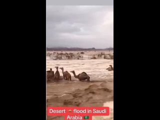 Верблюдов и машины сносит наводнением в Аравийской пустыне