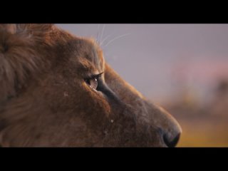 Король лев: Муфаса / Mufasa: The Lion King.Тизер-трейлер (2024) 1080p