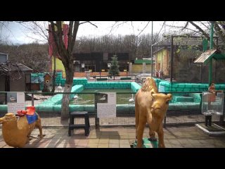 В Ставропольском зоопарке большое пополнение — у енотовидных собак появилось восемь детёнышей. В марте родителями стали ещё дико