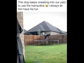 Some doggos just want to jump for joy