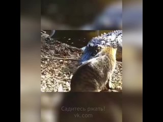 Страшнее зверя кошки нет