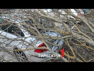 На улице Рязанской в Туле дерево рухнуло на автомобиль