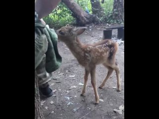 К тважным прибился маленький олененок.  Теперь он под защитой наших воинов, которые с радостью взяли его на воспитание.