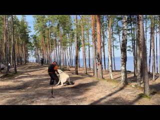 Видео от Среднеазиатская овчарка - питомник «YULGIZ»