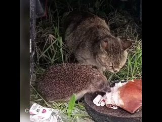 Как ёжик к Ваське на ужин пришёл