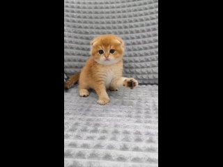 Video by Шотландские   и британские котята  Луганск