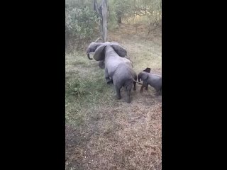 Мастерство круговой обороны от Слонов.
